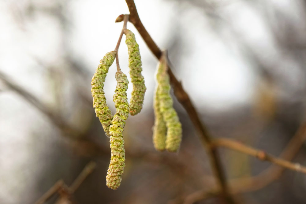 Catkins Falling From Trees