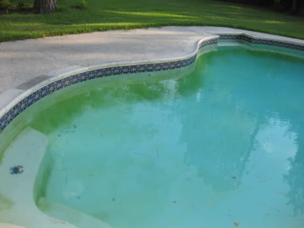 cleaning algae from above ground pool