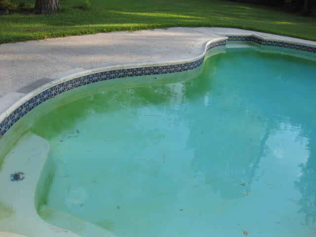 Mustard Algae - Professional Pool Supply