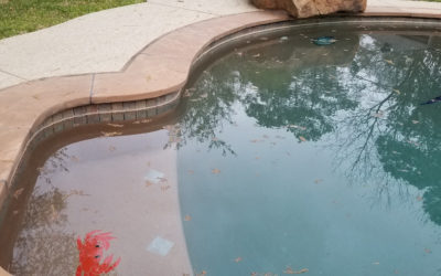 How to Deal with Pollen in the Pool