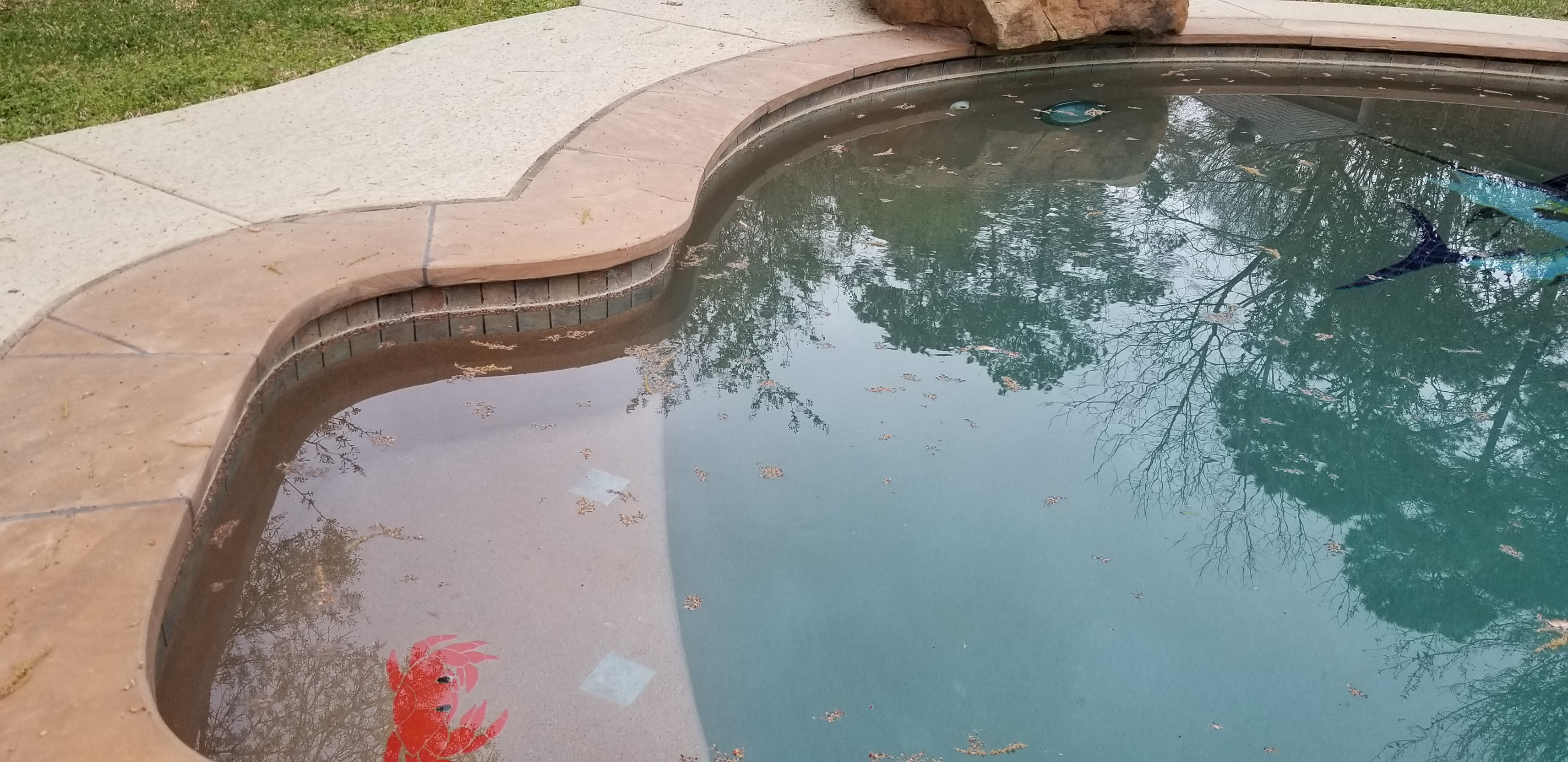 Pool Cleaning: What to Do if There Is Pollen in Your Swimming Pool